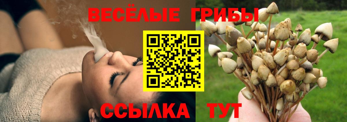 Клинцы  Псилоцибиновые грибы ЛСД  Вход с VPN 